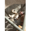 Activity hanging toy - swan - Sebra